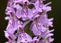 Knabenkraut Geflecktes Garten FKB 2